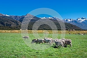 Landscape of South Island of New Zealand