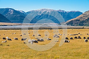 Landscape of South Island of New Zealand