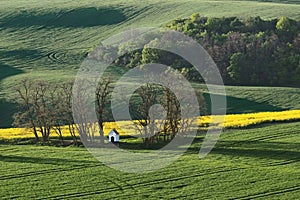 Landscape in Moravia in Central Europe with alders in backlight photo
