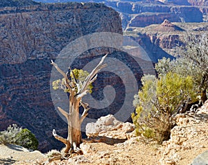 Landscape from the South Rim of the Grand Canyon