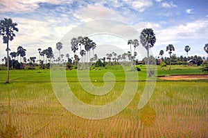 Landscape of Southeast Asia in the rainy season 7, palm and shoots of rice