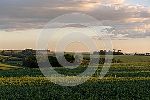 Landscape of soybean fields in Rio Grande do Sul, Brazil photo