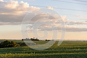 Landscape of soybean fields in Rio Grande do Sul, Brazil photo