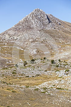 Sparse trees on barren slopes and Camicia peak, near Capo la Serra pass, Abruzzo, Italy photo