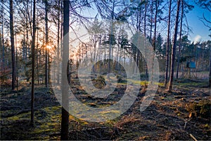 Landscape of the sparse woodland in the morning