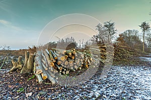 Landscape Spookverlaat in Alphen aan den Rijn during sunset with warm floodlight over piles of felled tree trunks