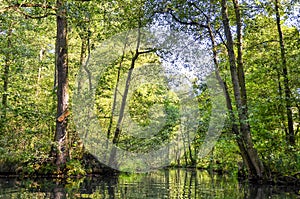 Landscape in the Spreewald in Brandenburg in Germany