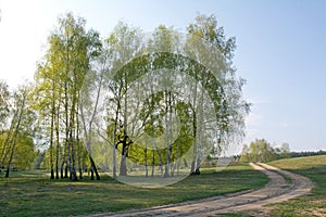 Spring birch forest and road