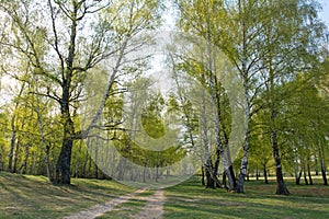 Spring birch forest and road