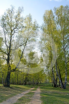 Spring birch forest and road