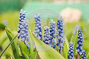 Landscape of spring blue flowers