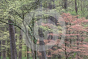 Spring Forest with Dogwoods in Bloom photo