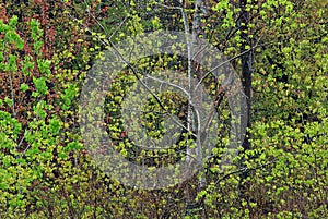 Landscape of Spring Forest