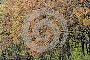 Spring Forest with Maples in Bloom