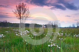 Landscape of a spring green meadow in the morning at dawn with a blurred background and a colorful sky