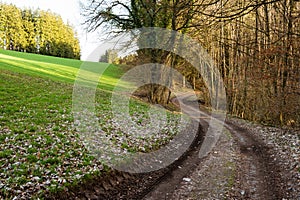 Landscape Spring nature village and fields dirt road in the forest