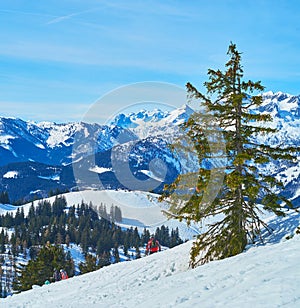 The landscape with a spruce, Gosau, Salzkammergut, Austria