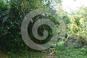 landscape of stairs to forest in Thailand