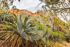 Landscape Standley Chasm track to Standley Chasm Gorge