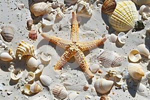 Landscape with starfish and seashells on tropical beach, on white sand, summer holiday. Closeup.