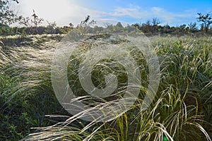 Landscape with Stipe Feather Grass or Grass Needle Nassella tenuissima