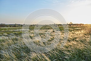 Landscape with Stipe Feather Grass or Grass Needle Nassella tenuissima