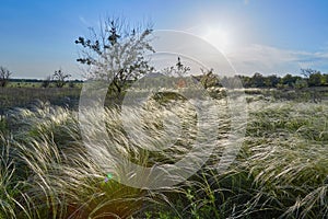 Landscape with Stipe Feather Grass or Grass Needle Nassella tenuissima