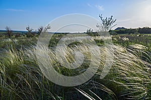 Landscape with Stipe Feather Grass or Grass Needle Nassella tenuissima