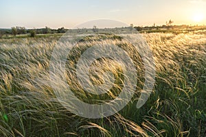 Landscape with Stipe Feather Grass or Grass Needle Nassella tenuissima