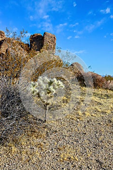 Landscape of a stone desert, Cylindropuntia echinocarpa - Cholla Cactus Garden Sunset Mojave Desert Joshua Tree National Park