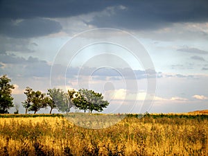 Landscape storm clouds over the wheat field and trees on a summer day