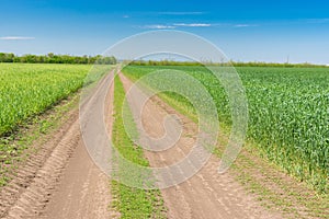 Landscape with straight earth road between unripe wheat field near Dnipro city, Ukraine