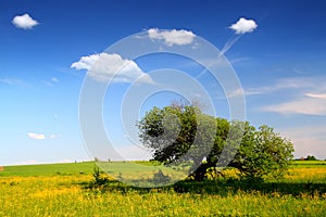 Landscape with strange tree