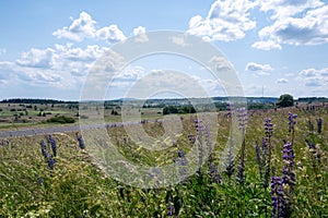 Landscape, street and meadow with lupins in the high Rhoen