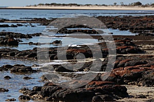 Landscape of Stromatolites at Hamelin Pool Western Australia