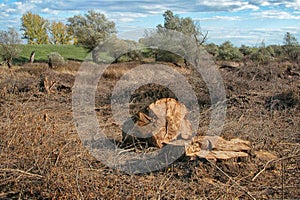 Landscape with a stump in the foreground