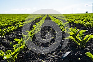 Landscape of sugar beet sprout growing in cultivated agricultural field.