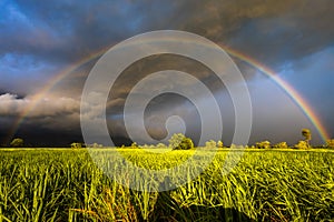 Storm and Rainbow Over Sugar Cane Farm