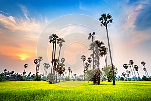 Landscape of Sugar palm and rice field at sunset