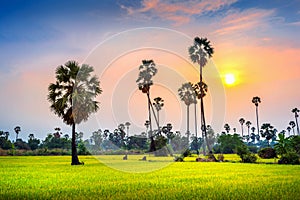 Landscape of Sugar palm and rice field at sunset