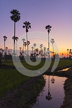 Landscape sugar palm tree refect on water in twilight