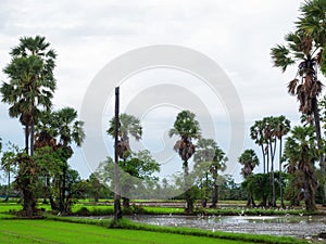 Landscape sugar palm tree on rice fields