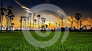 Landscape Sugar palm trees and Rice field