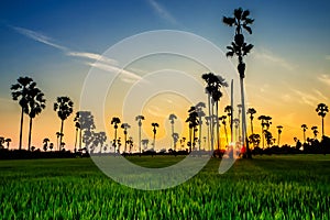 Landscape Sugar palm trees and Rice field with sunset