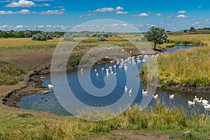 Landscape with Sukha Sura and flock of home gooses enjoying with water at summer season