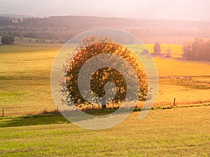 Landscape of Sumava with lonesome tree in the middle of meadow, Czech Republic