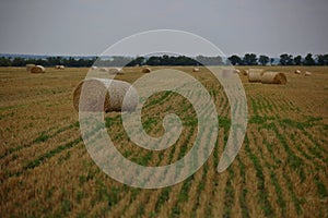 Landscape summer harvest  haystacks mowed field horizon