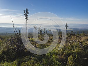 View of summer morning mountains, blue misty slopes of mountains in the distance. Tall pine trees and coniferous forest