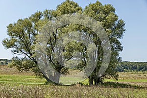 Landscape of summer nature with green glade, flower, forest and big White willow or Salix alba tree, Sredna Gora mountain