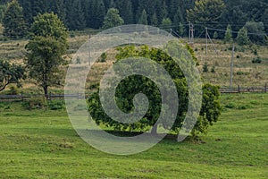 Landscape of summer nature with green glade, forest and big single tree